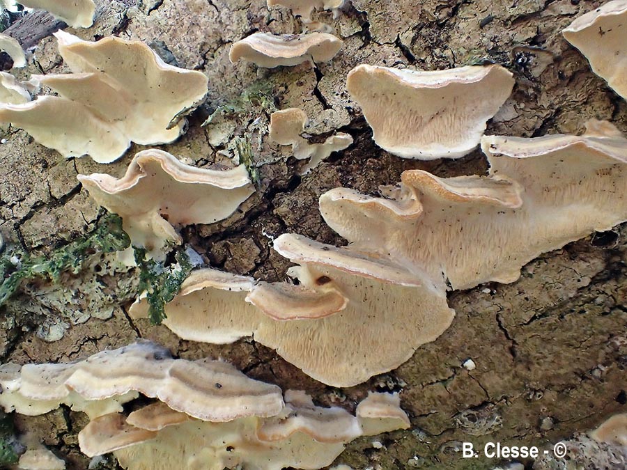 Trametes ochracea (Trametes zonata)